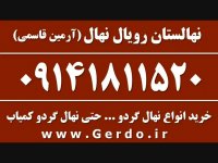 خرید فروش قیمت نهال گردو پاکوتاه اصلاح شده 09141811520