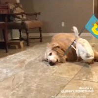 کلیپ خنده دار کوتاه حاکمیت اردک ها