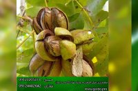 نهال گردو چندلر و ارقام نهال گردو