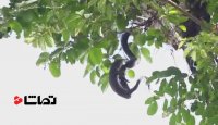 نبرد دیدنی مار کبری با بزمچه بر روی درخت تنومند