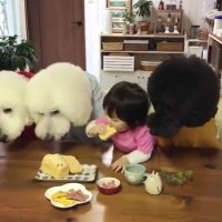 صبحونه خوری سه سگ با دختر بچه بامزه