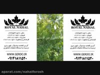 نهال گردو خوشه ای,نهال گردو اسرائیلی,بهترین نهال گردو 09141811520