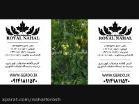 نهال گردو زود بازده ، دیرگل ، پایه کوتاه در نهالستان ارمین قاسمی 09141811520