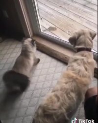 شکار ناموفق گربه بامزه