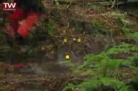 نگاه مستند - جنگل خیس