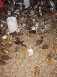 جوجه 2 ماهه گلپایگانی