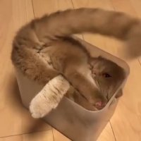 گربه بازیگوش