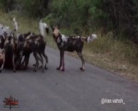 شکار دسته جمعی آهو