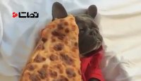 پیتزا خوردن سگ شکمو
