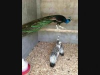 فروش تخم نطفه دارطاووس به سراسر کشور