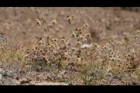 نماهنگی آرامش بخش و دلنشین