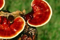 قارچ گانودرما 09148002795---09333782957