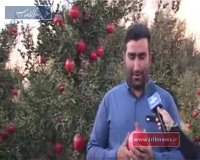 انار فیروزکوه دارای گواهی سلامت