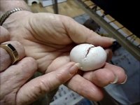 تولد طوطی در دست