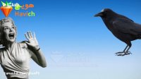 از کلاغ ها چه می دانید