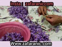 زعفران  و سختی های برداشت زعفران