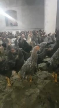 فروش خروس 2کیلویی بومی09121986651