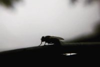 تا حالا شاشیدن مگس رو دیدین ؟!