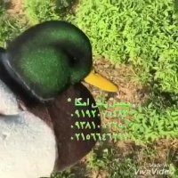 اموزش کار با مخملپاش و هیدروگرافیک 09381012250