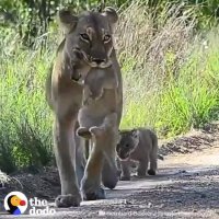 جابه جایی بچه ها توسط مادران در طبیعت