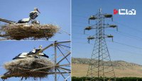 چرا پرندگان روی سیم های برق، دچار برق گرفتگی نمی شوند؟