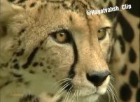 حیوانات کمیاب - تصویری نادر از "  شاه یوز افریقایی "