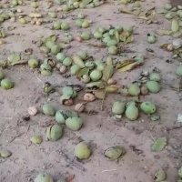 خرید  و قیمت نهال گردو کاغذینهالستان تک فیدان 09144811631