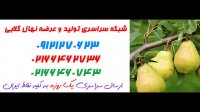 فروش عمده نهال گلابی 09121270623