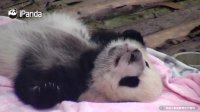 Tired Panda Needs His Afternoon Nap... | iPanda
