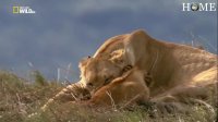 مستند حیوانات / حیات وحش شیرها
