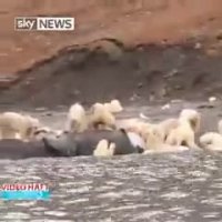 ضیافت شاهانه  200 خرس قطبی با یک نهنگ غول‌پیکر