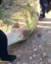 ماهیگیر طلایی