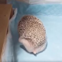 بامزه ترین و خنده دارترین بچه حیوانات 