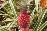 با خواص باور نکردنی آناناس آشنا شوید