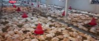 ماجرای تلف شدن 16 هزار مرغ در استان سمنان چه بود؟