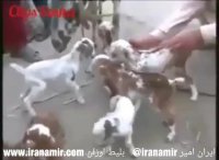 چه غیر باوره این بز پاکستانی ۸قلو زاییده !!!!!!!