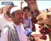 مسابقات مهیج شترسواری در کورین