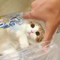 گربه بازیگوش