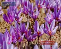 برداشت زعفران در فاروج