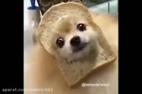 عجب خواننده ای