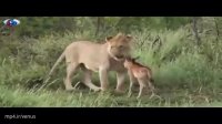 رفتار جالب یک شیر با بچه گوزن تنها