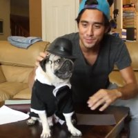 خلاقیت زچ کینگ - سگ هنرمند