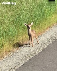 کلیپ دیدنی بچه آهوی بامزه