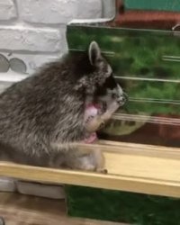 دوران نامزدی