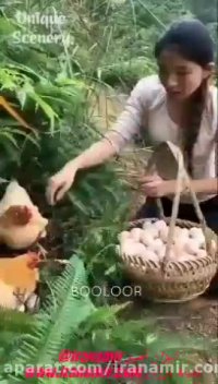 بزرگترین مزرعه سنتی ارگانیک تولید تخم مرغ در دنیا