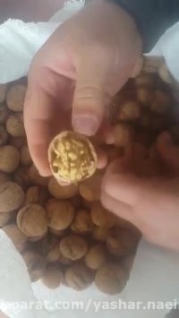 نمونه ی بذر گردوی ژنوتیپ های برتر نهالستان اروم نهال 09120454526