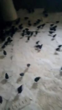 جوجه 1 روزه مرغ بلک استار(اریا منتخب پارسیان)09131007689