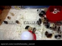 جوجه های (مرغ) تازه به دنیا آمده در دستگاه جوجه کشی