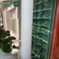 کشت هیدروپونیک