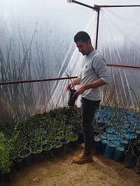 نهال بلوبری گوجی بری و رازبری نهالستان تک فیدان 09144811631